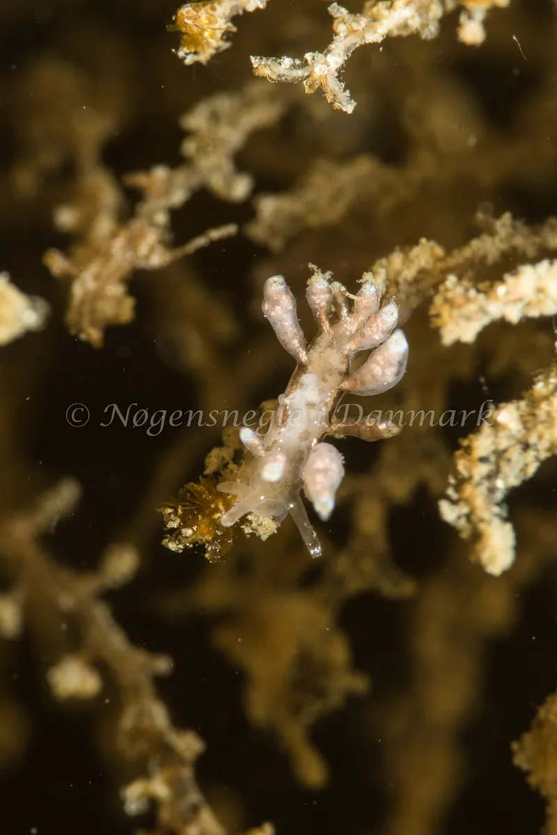 Eubranchus exiguus - Lyngsbo Strand - Foto: Poul Erik Rasmussen