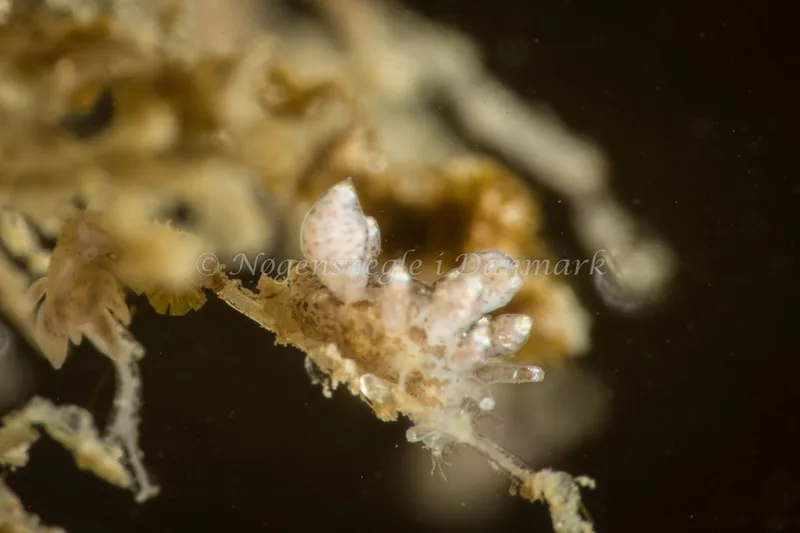 Eubranchus exiguus - Lyngsbo Strand - Foto: Poul Erik Rasmussen