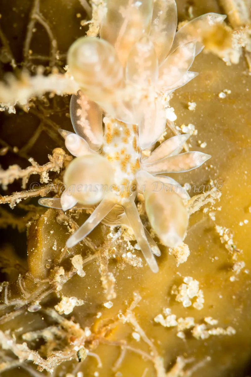 Amphorina viriola - Lyngsbo Strand - Foto: Poul Erik Rasmussen