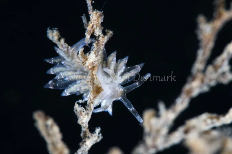 Eubranchus sp. - Egernsund Havn - Foto: Poul Erik Rasmussen