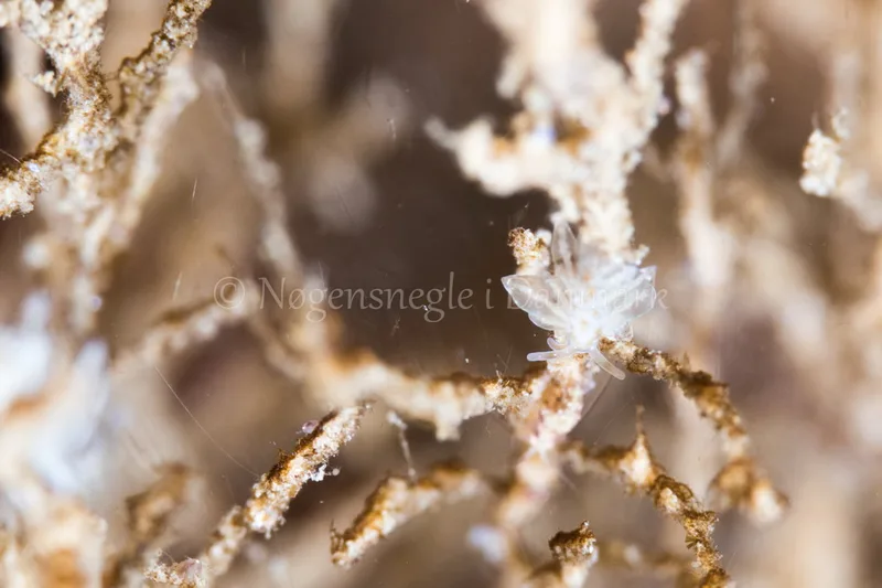 Eubranchus sp. - Sønderborg Havn - Foto: Poul Erik Rasmussen