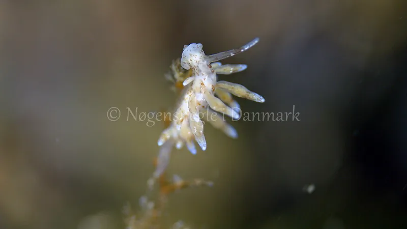 Eubranchus rupium - Munkholmbroen - Foto: Thomas Blume