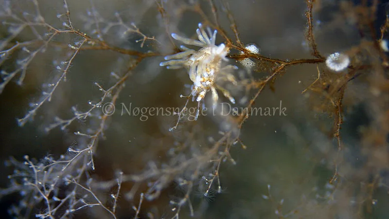 Eubranchus rupium - Munkholmbroen - Foto: Thomas Blume