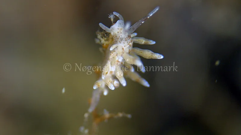 Eubranchus rupium - Munkholmbroen - Foto: Thomas Blume