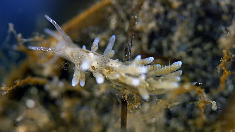 Eubranchus rupium - Munkholmbroen - Foto: Thomas Blume