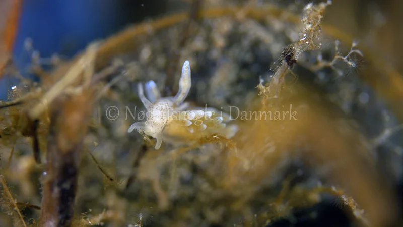 Eubranchus rupium - Munkholmbroen - Foto: Thomas Blume