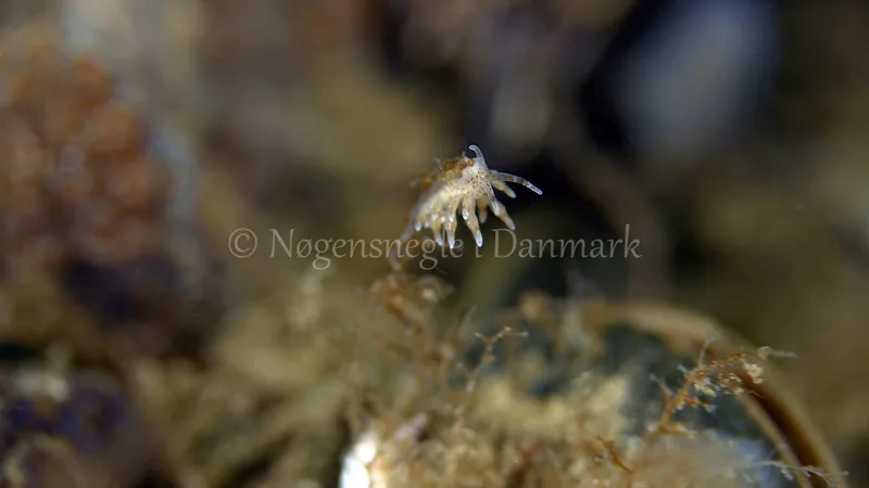 Eubranchus rupium - Munkholmbroen - Foto: Thomas Blume