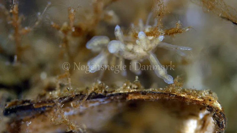 Eubranchus rupium - Munkholmbroen - Foto: Thomas Blume