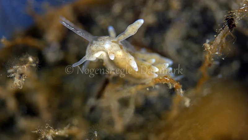 Eubranchus rupium - Munkholmbroen - Foto: Thomas Blume