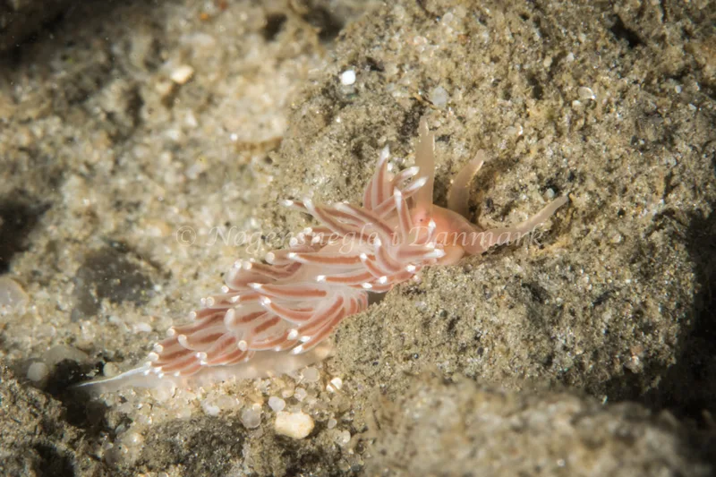 Facelina bostoniensis - Ammoniakhavnen - Foto: Poul Erik Rasmussen