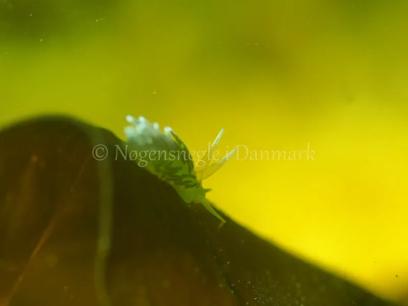 Cuthonella concinna - Ammoniakhavnen - Foto: Michael Christensen