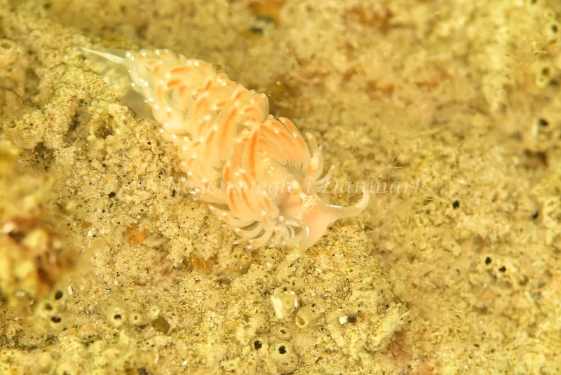 Facelina auriculata - Sophie S/S - Foto: Ib Sørensen