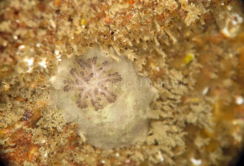 Doris pseudoargus - Anton (Vrag) - Foto: Ib Sørensen