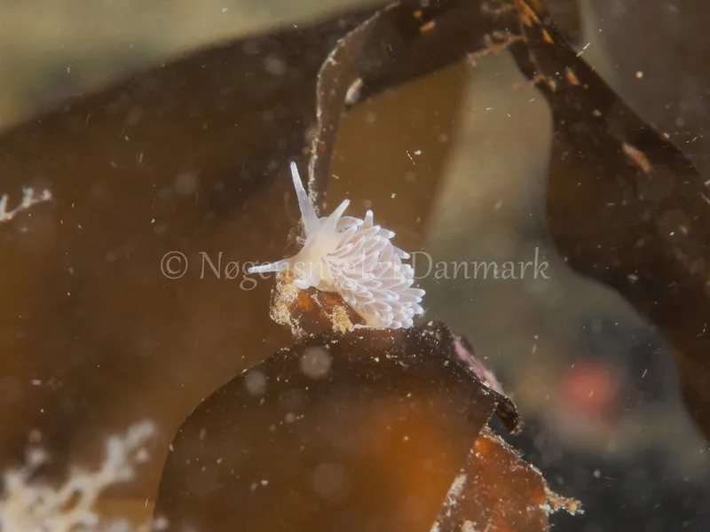 Cuthonella concinna - Ammoniakhavnen - Foto: Michael Christensen