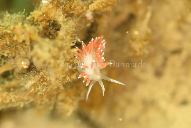 Microchlamylla gracilis - Skolevraget - Foto: Ib Sørensen