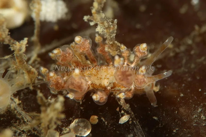 Eubranchus exiguus - Tjærepletten - Foto: AnneKatrine Frederiksen