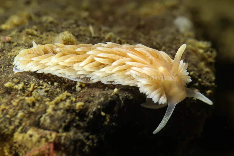 Aeolidiella glauca - Lyngsbo Strand - Foto: AnneKatrine Frederiksen