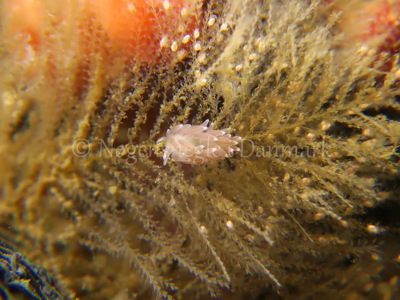 Cuthonella concinna - Ammoniakhavnen, Lillebælt - Foto: HP Ølgaard