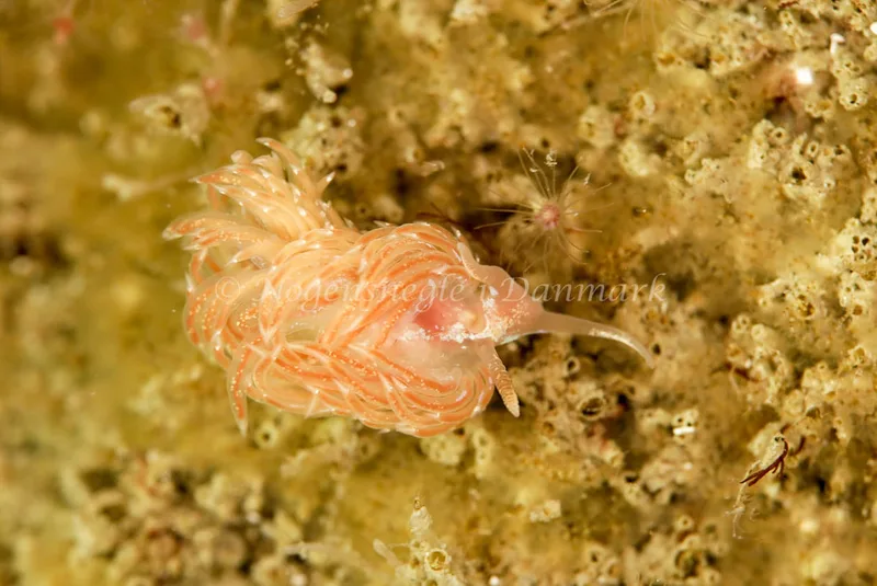 Facelina auriculata - China - Foto: Ib Sørensen