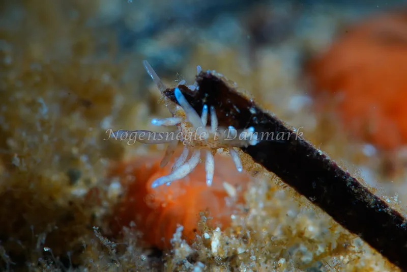 Eubranchus rupium - Natomolen, Femmøller Strand - Foto: Tina Hindal