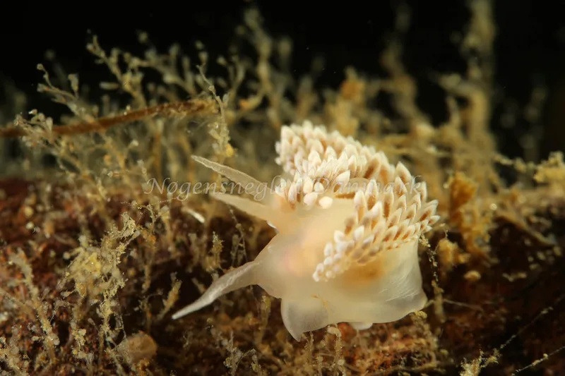 Coryphella verrucosa - Lyngsbo Strand - Foto: AnneKatrine Frederiksen