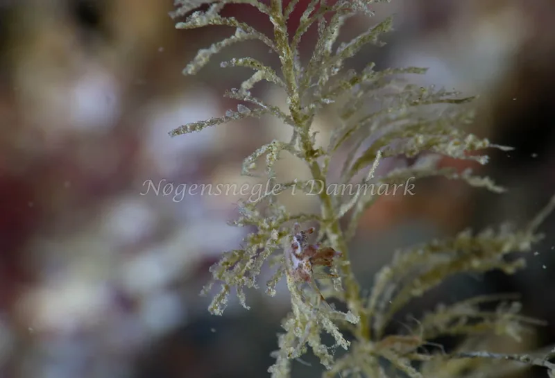 Eubranchus rupium - Lyngsbo Strand - Foto: Annette Jørgensen