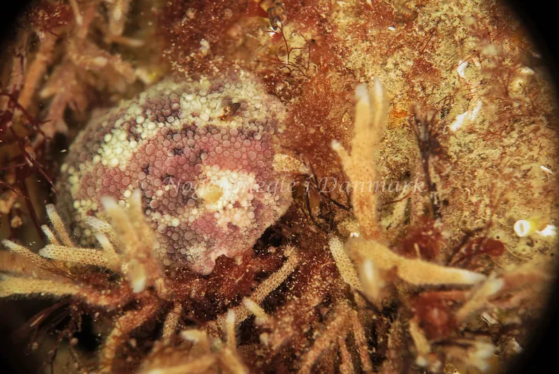 Doris pseudoargus - Anton (Vrag) - Foto: Ib Sørensen