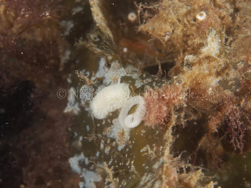 Onchidoris muricata - Ammoniakhavnen - Foto: Michael Christensen