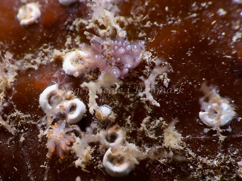 Amphorina viriola - Lyngsbo Strand - Foto: HP Ølgaard