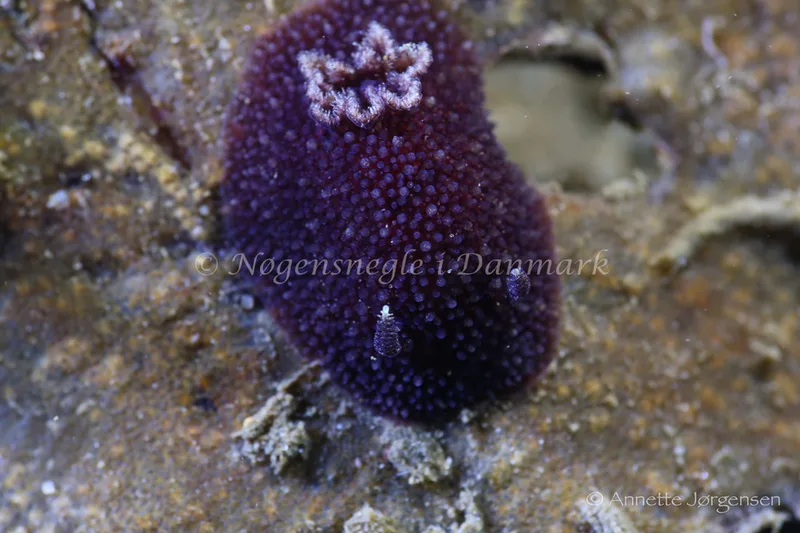 Acanthodoris pilosa - Ammoniakhavnen - Foto: Annette Jørgensen