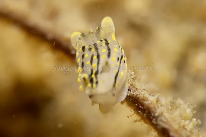 Polycera quadrilineata - Knudshoved Færgehavn - Foto: AnneKatrine Frederiksen