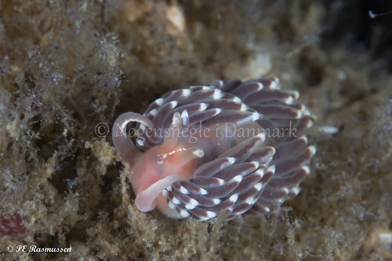 Facelina bostoniensis - Sønderborg Havn - Foto: Poul Erik Rasmussen