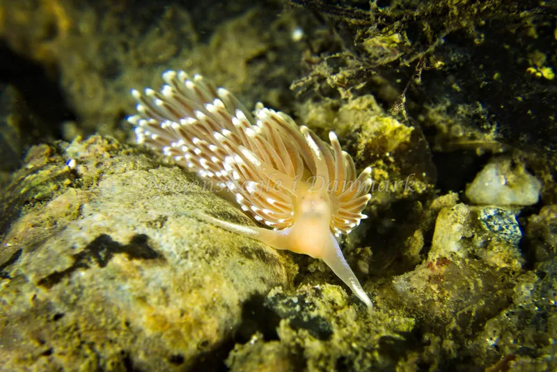 Facelina bostoniensis - Ammoniakhavnen - Foto: Klaus Kevin Kristensen