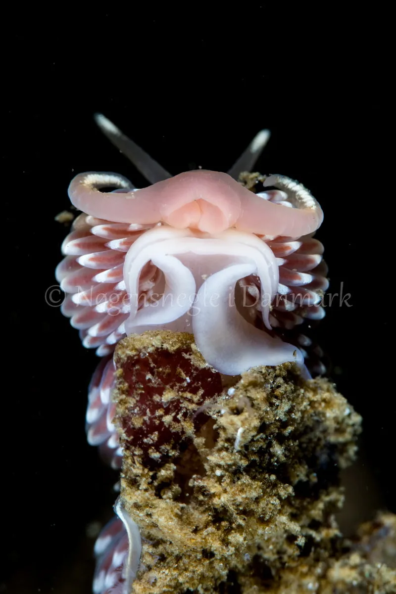 Facelina bostoniensis - Verdens Ende, Sønderborg - Foto: Poul Erik Rasmussen