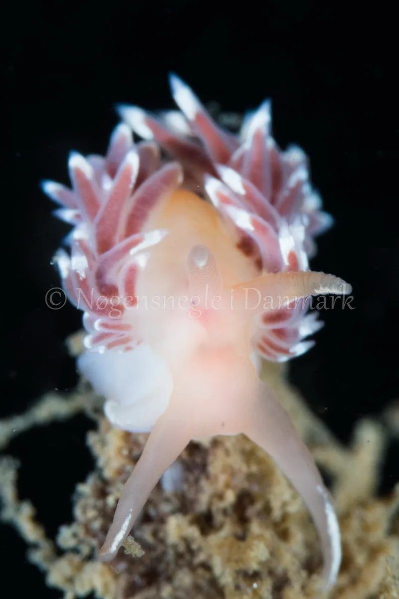 Facelina bostoniensis - Verdens Ende, Sønderborg - Foto: Poul Erik Rasmussen