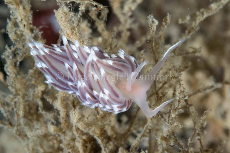 Facelina bostoniensis - Verdens Ende, Sønderborg - Foto: Poul Erik Rasmussen