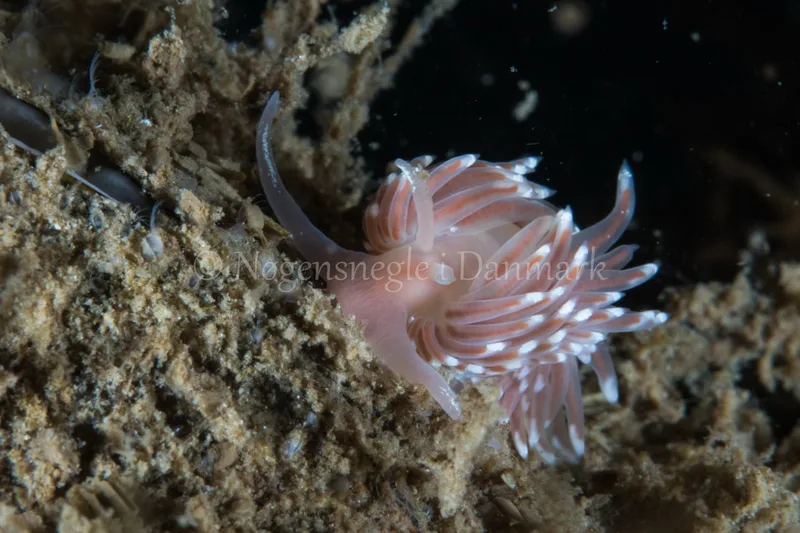 Facelina bostoniensis - Verdens Ende, Sønderborg - Foto: Poul Erik Rasmussen