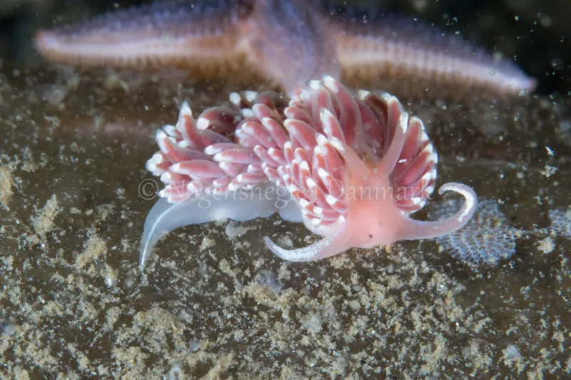 Facelina bostoniensis - Verdens Ende, Sønderborg - Foto: Poul Erik Rasmussen