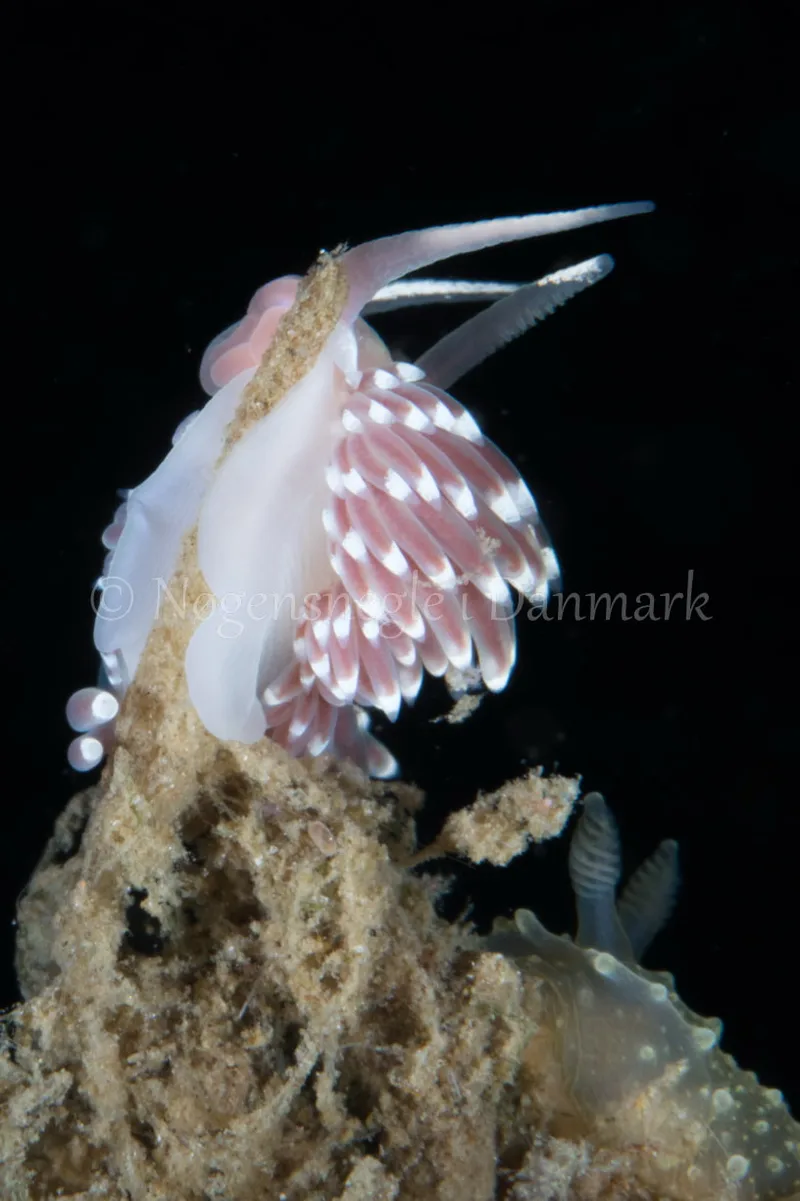 Facelina bostoniensis - Verdens Ende, Sønderborg - Foto: Poul Erik Rasmussen