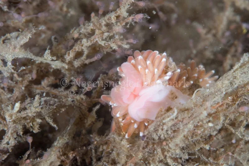 Facelina bostoniensis - Sønderborg Havn - Foto: Poul Erik Rasmussen