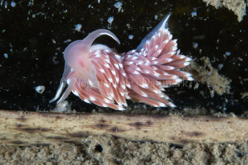 Facelina bostoniensis - Verdens Ende, Sønderborg - Foto: Poul Erik Rasmussen