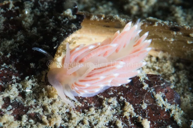 Facelina bostoniensis - Verdens Ende, Sønderborg - Foto: Poul Erik Rasmussen