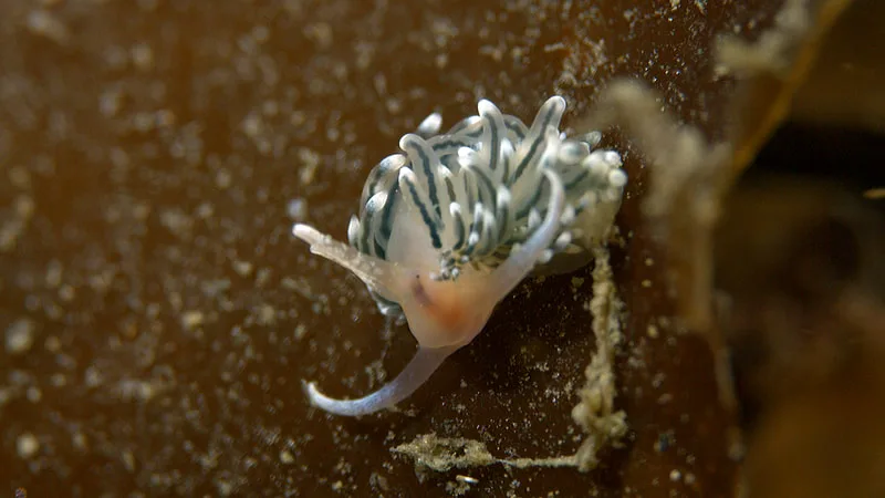 Billede af nøgensneglen Facelina dubia