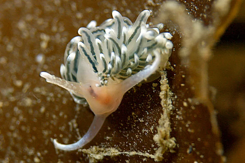 Facelina dubia - Trykkerdammen - Foto: Thomas Blume