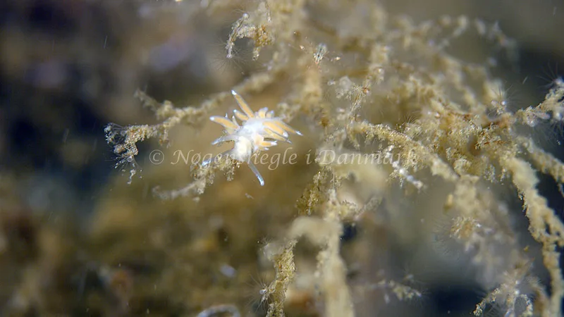Facelina cf. bostoniensis - Munkholmbroen - Foto: Thomas Blume