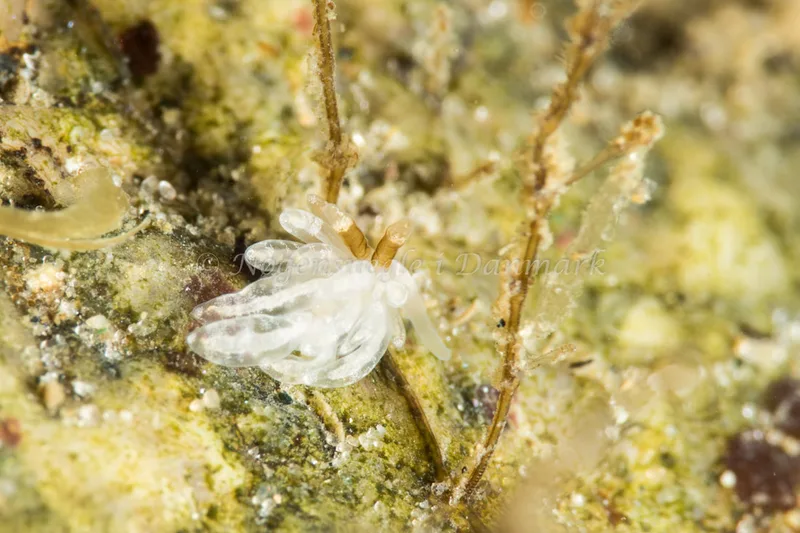 Favorinus branchialis - Lyngsbo Strand - Foto: Poul Erik Rasmussen