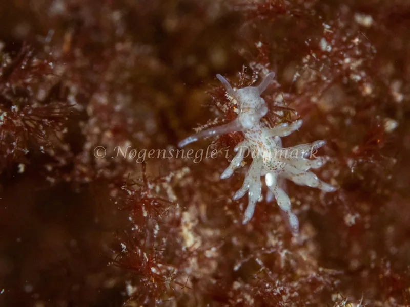 Eubranchus rupium - Ammoniakhavnen - Foto: Michael Christensen