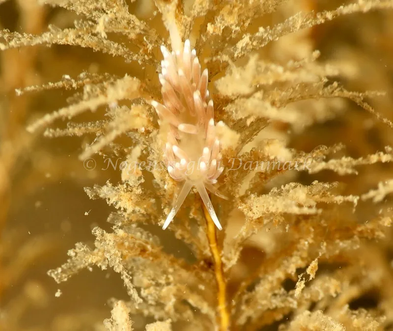 Cuthonella concinna - Ammoniakhavnen - Foto: Søren Skov Nielsen