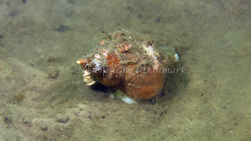 Facelina cf. bostoniensis - Trykkerdammen - Foto: Thomas Blume