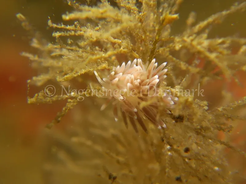 Cuthonella concinna - Ammoniakhavnen, Lillebælt - Foto: HP Ølgaard